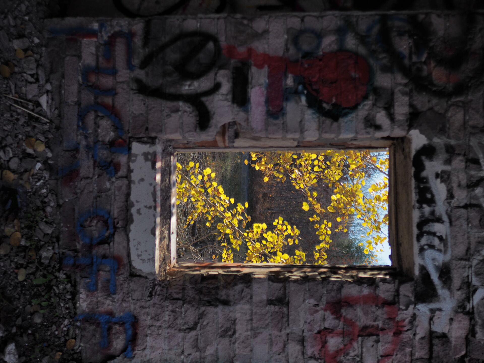 Tree through window